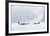 Inuit Hunter Walking His Dog Team on the Sea Ice in a Snow Storm, Greenland, Denmark, Polar Regions-Louise Murray-Framed Photographic Print