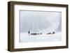 Inuit Hunter Walking His Dog Team on the Sea Ice in a Snow Storm, Greenland, Denmark, Polar Regions-Louise Murray-Framed Photographic Print