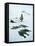 Inuit Man Fishing for Halibut, Greenland, Polar Regions-Jack Jackson-Framed Stretched Canvas