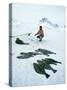 Inuit Man Fishing for Halibut, Greenland, Polar Regions-Jack Jackson-Stretched Canvas