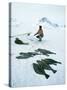 Inuit Man Fishing for Halibut, Greenland, Polar Regions-Jack Jackson-Stretched Canvas