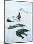 Inuit Man Fishing for Halibut, Greenland, Polar Regions-Jack Jackson-Mounted Photographic Print