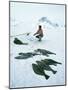 Inuit Man Fishing for Halibut, Greenland, Polar Regions-Jack Jackson-Mounted Photographic Print