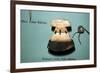 Inuit, Polar Eskimo or Inughuit, Woman's knife in Bone and steel-Unknown-Framed Giclee Print