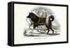 Inuit Sled Dog, 1863-79-Raimundo Petraroja-Framed Stretched Canvas