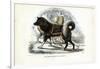 Inuit Sled Dog, 1863-79-Raimundo Petraroja-Framed Giclee Print