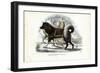 Inuit Sled Dog, 1863-79-Raimundo Petraroja-Framed Giclee Print