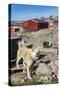 Inuit Village and Sled Dog House-Michael Nolan-Stretched Canvas
