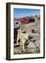 Inuit Village and Sled Dog House-Michael Nolan-Framed Photographic Print