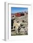 Inuit Village and Sled Dog House-Michael Nolan-Framed Photographic Print