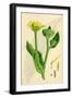 Inula Helenium Elecampane-null-Framed Giclee Print