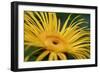 Inula Magnifica Sonnenstrahl-null-Framed Giclee Print