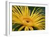 Inula Magnifica Sonnenstrahl-null-Framed Giclee Print