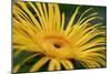 Inula Magnifica Sonnenstrahl-null-Mounted Giclee Print