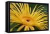 Inula Magnifica Sonnenstrahl-null-Framed Stretched Canvas