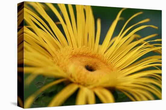 Inula Magnifica Sonnenstrahl-null-Stretched Canvas