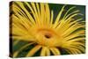 Inula Magnifica Sonnenstrahl-null-Stretched Canvas
