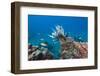 Invasive Lionfish-Reinhard Dirscherl-Framed Photographic Print