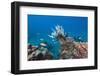 Invasive Lionfish-Reinhard Dirscherl-Framed Photographic Print