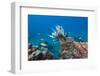 Invasive Lionfish-Reinhard Dirscherl-Framed Photographic Print