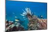 Invasive Lionfish-Reinhard Dirscherl-Mounted Photographic Print