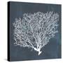 Inverse Sea Fan II-Grace Popp-Stretched Canvas