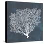 Inverse Sea Fan II-Grace Popp-Stretched Canvas