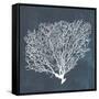 Inverse Sea Fan II-Grace Popp-Framed Stretched Canvas