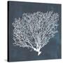 Inverse Sea Fan II-Grace Popp-Stretched Canvas