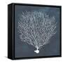 Inverse Sea Fan IV-Grace Popp-Framed Stretched Canvas