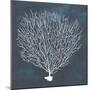 Inverse Sea Fan IV-Grace Popp-Mounted Premium Giclee Print