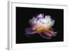 Inverted peony-Philippe Sainte-Laudy-Framed Photographic Print