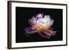 Inverted peony-Philippe Sainte-Laudy-Framed Photographic Print