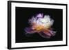 Inverted peony-Philippe Sainte-Laudy-Framed Photographic Print