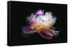 Inverted peony-Philippe Sainte-Laudy-Framed Stretched Canvas