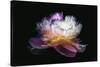 Inverted peony-Philippe Sainte-Laudy-Stretched Canvas