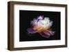 Inverted peony-Philippe Sainte-Laudy-Framed Photographic Print