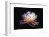 Inverted peony-Philippe Sainte-Laudy-Framed Photographic Print