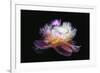 Inverted peony-Philippe Sainte-Laudy-Framed Photographic Print