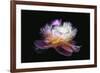 Inverted peony-Philippe Sainte-Laudy-Framed Photographic Print