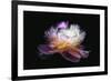 Inverted peony-Philippe Sainte-Laudy-Framed Photographic Print
