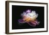 Inverted peony-Philippe Sainte-Laudy-Framed Photographic Print