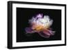 Inverted peony-Philippe Sainte-Laudy-Framed Photographic Print