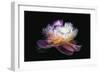 Inverted peony-Philippe Sainte-Laudy-Framed Photographic Print