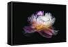 Inverted peony-Philippe Sainte-Laudy-Framed Stretched Canvas