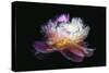 Inverted peony-Philippe Sainte-Laudy-Stretched Canvas