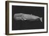 Inverted Whale I-Grace Popp-Framed Art Print