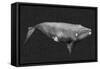 Inverted Whale II-Grace Popp-Framed Stretched Canvas