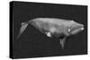 Inverted Whale II-Grace Popp-Stretched Canvas