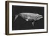 Inverted Whale II-Grace Popp-Framed Premium Giclee Print